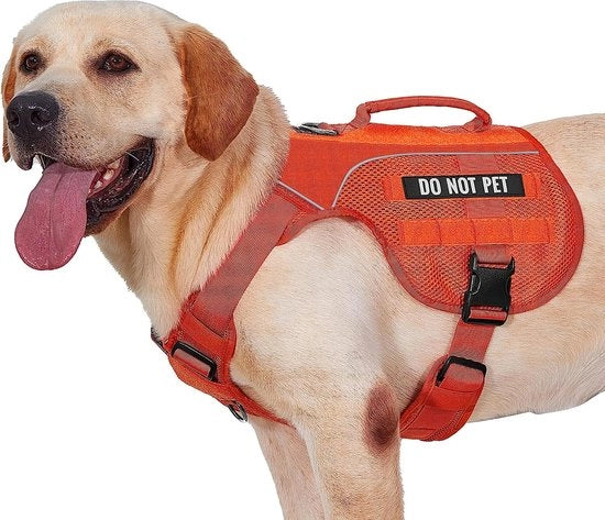 Coda di Cavallo per Cani (arancione, L)