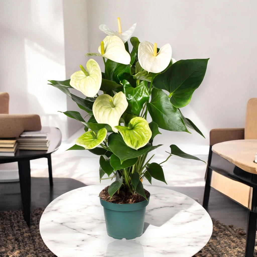 Gardenaria Anthurium andreanum 'White success' - Pianta da interno ornamentale Altezza: 50 cm (vaso 14)