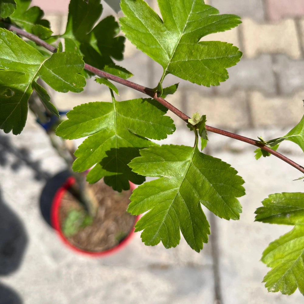 Biancospino fiore rosso Crataegus Laevigata Paul's Scarlet h 100 in vaso 18 cm