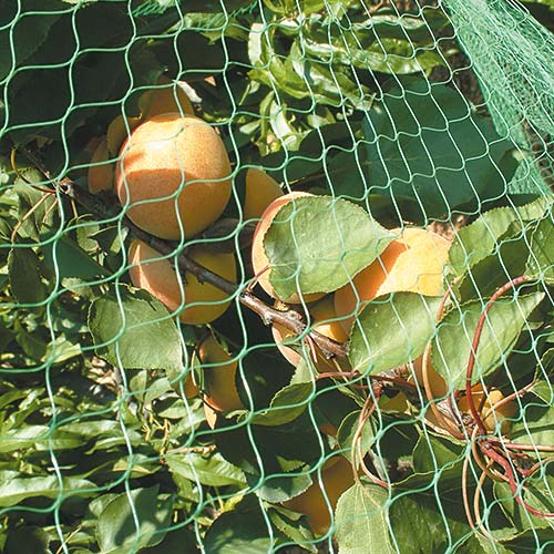 RETE protezione per UCCELLI ANTI UCCELLO ortaggi alberi frutti ARRIGONI 4x10