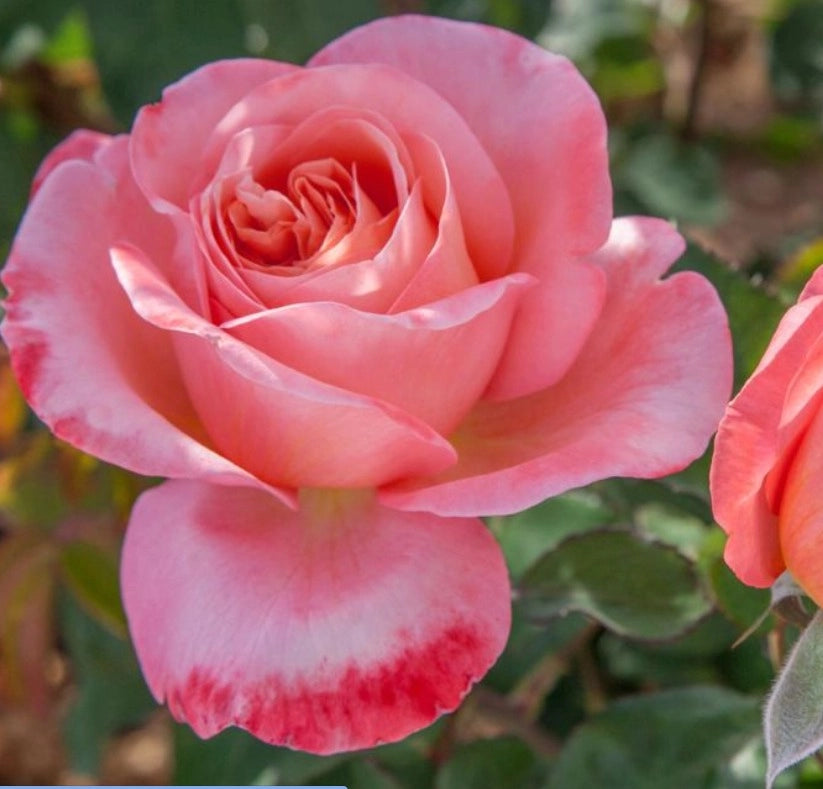 Rosa Mademoiselle MEILLAND ® Meinostair