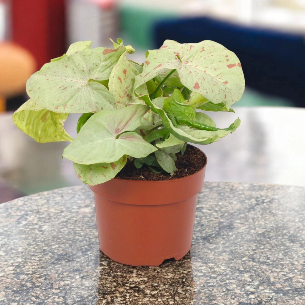 Gardenaria Syngonium 'Milk confetti' - Pianta da interno ornamentale Altezza: 25 cm (vaso 12)