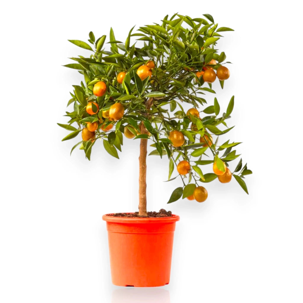 Gardenaria Kucle - Citrus japonica × Fortunella - Pianta di agrume da frutto in vaso Altezza: 70/80 cm (vaso 22)