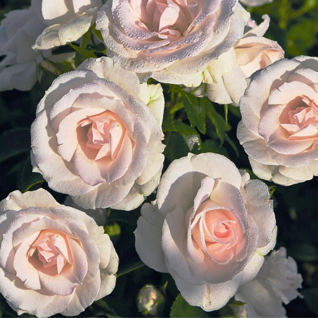 Gardenaria Rosa rampicante 'Aspirin Rose' - Rosa da giardino Altezza: 180 cm (vaso 20)
