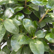 Gardenaria Ficus microcarpa 'Ginseng' bonsai - Pianta da interno ornamentale Altezza: 35 cm (vaso 15)