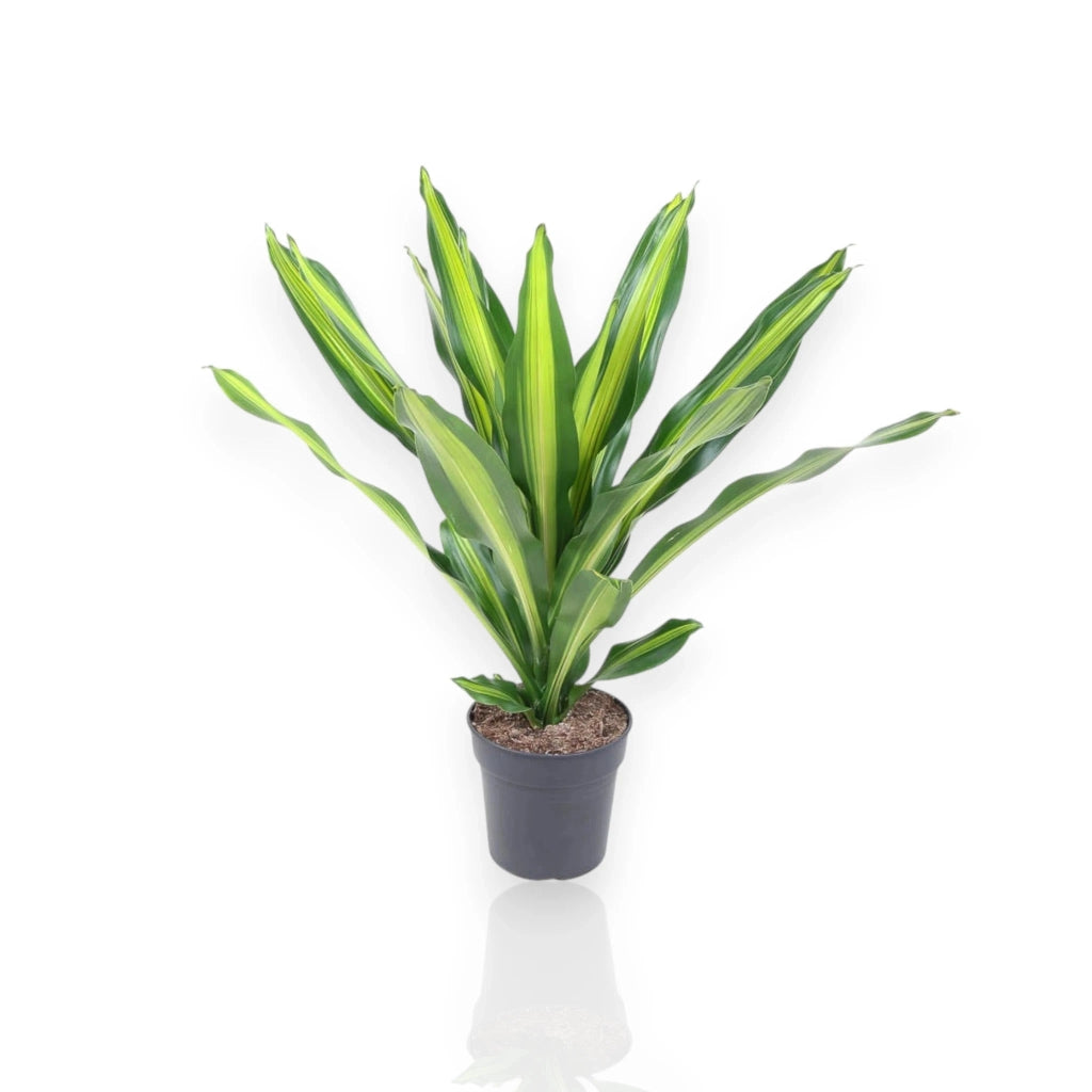 Gardenaria Dracaena fragrans 'Burley' - Pianta da interno ornamentale Altezza: 70 cm (vaso 21)