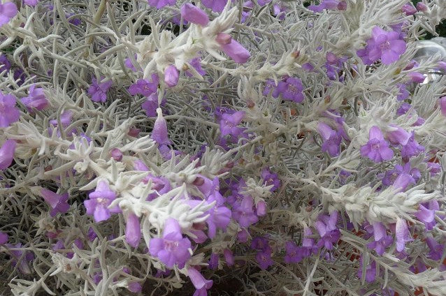 Eremophila Nivea vaso 24cm foto reali