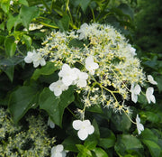 Gardenaria Ortensia Rampicante - Hydrangea anomala subsp. petiolaris - Pianta rampicante ornamentale da esterno Altezza: 60/70 cm (vaso 24)