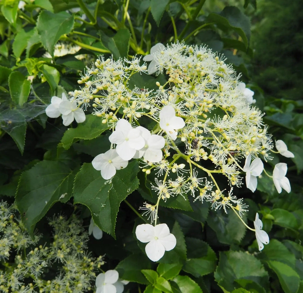 Gardenaria Ortensia Rampicante - Hydrangea anomala subsp. petiolaris - Pianta rampicante ornamentale da esterno Altezza: 60/70 cm (vaso 24)