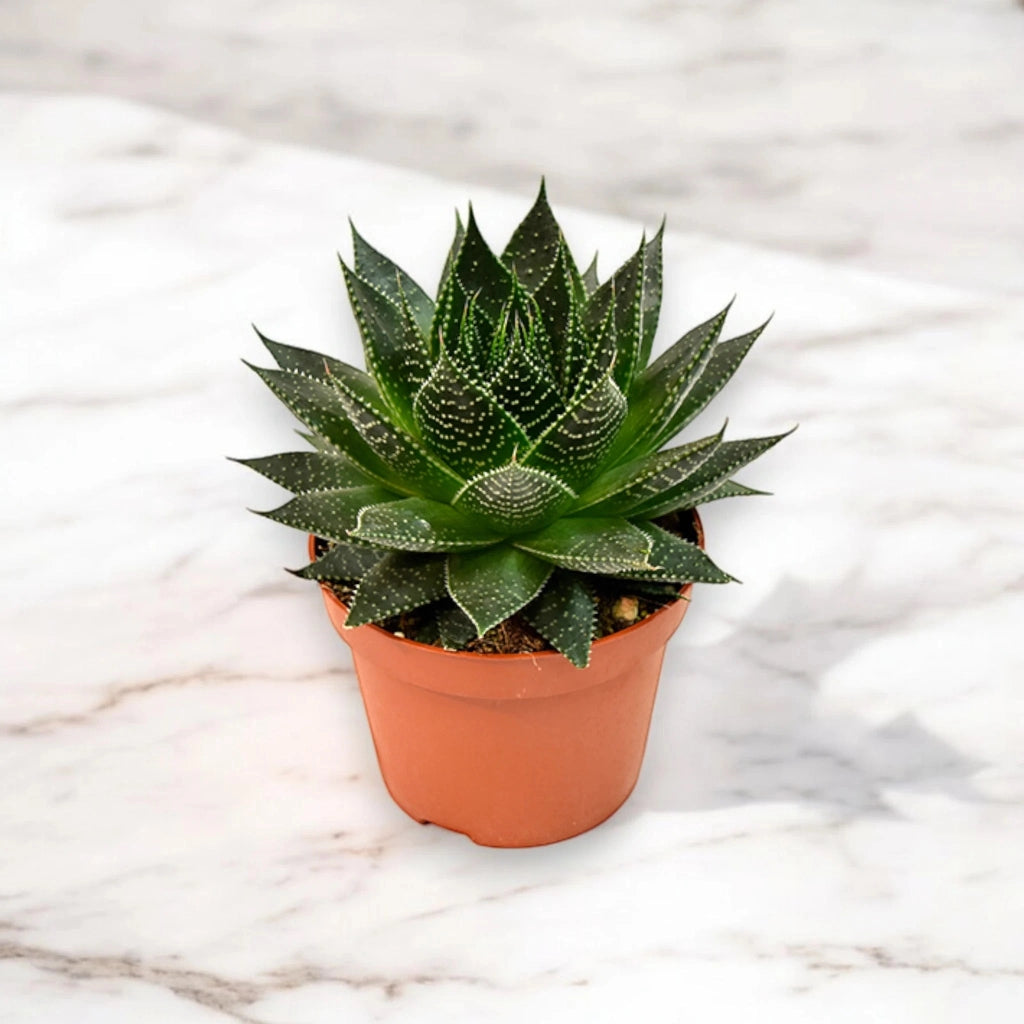 Gardenaria Aloe aristata 'Safari Ami' - Pianta da interno ornamentale Altezza: 15 cm (vaso 10)