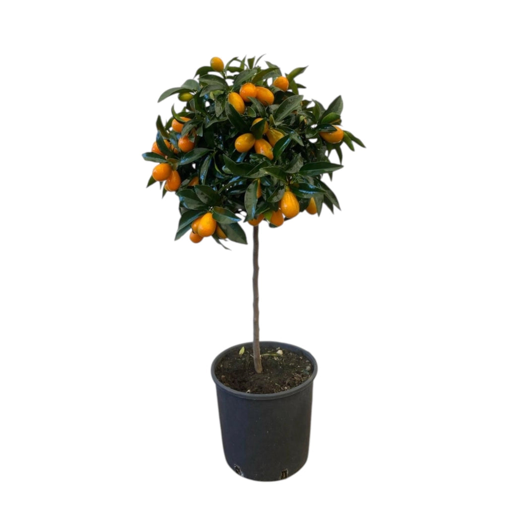 Gardenaria Kumquat - Fortunella margarita - Pianta di agrume da frutto in vaso Altezza: 160 cm (vaso 35)