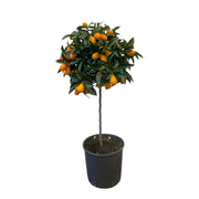 Gardenaria Kumquat - Fortunella margarita - Pianta di agrume da frutto in vaso Altezza: 160 cm (vaso 35)