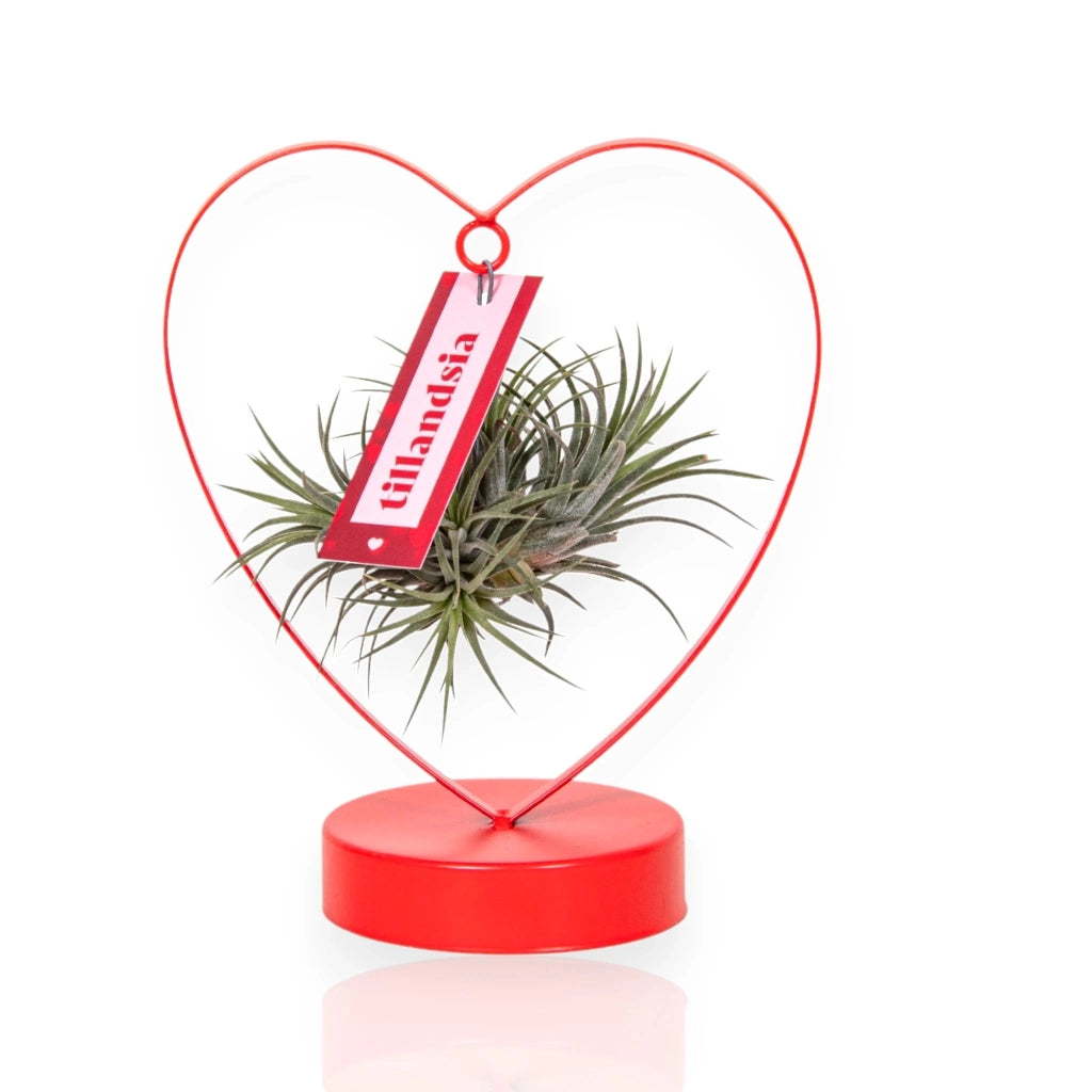 Gardenaria Tillandsia 'Heart' - Pianta da interno ornamentale Altezza: 23 cm (vaso 10)