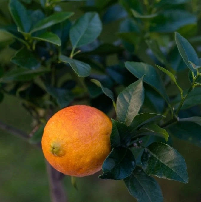 Gardenaria Limone Rosso - Citrus limon varietà rossa - Pianta di agrume da frutto in vaso Altezza: 40 cm (vaso 15)