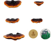 Set di 5 Tavole Decorative Mini Reishi - Hars - Decorazione - Vita Reale - Per Interno/Esterno