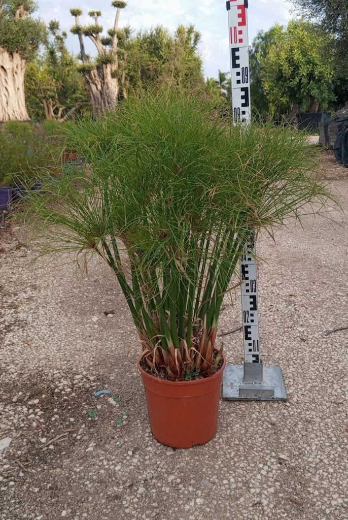 CYPERUS PAPYRUS (PAPIRO) VASO 24