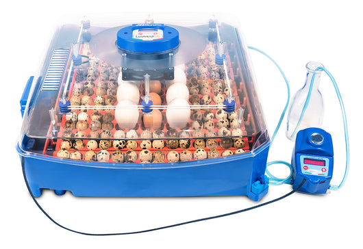 Incubatrice per Uova Professionale Borotto Lumia 56 Expert