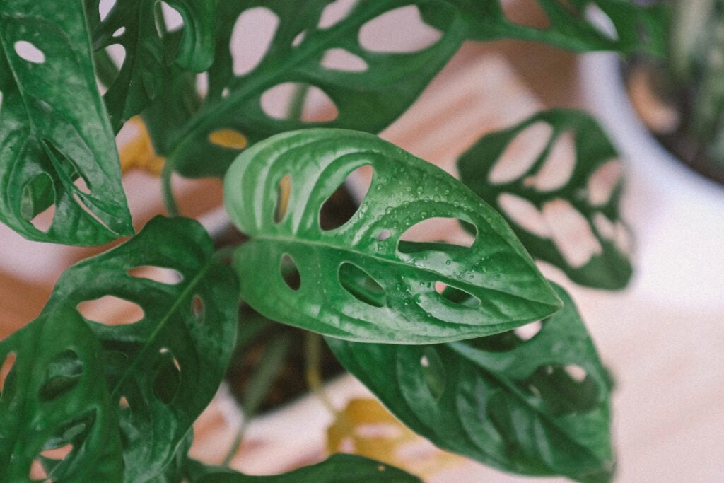 MONSTERA ADANSONII MONSTERA ‘MONKEY MASK’ FOTO REALI H 100CM