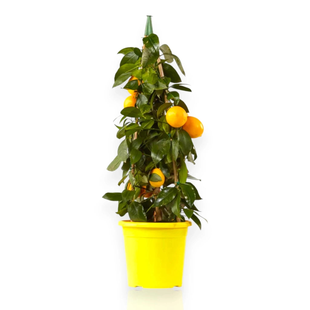 Gardenaria Limone Meyer - Citrus × meyeri - Pianta di agrume da frutto in vaso Altezza: 125/140 cm (vaso26)