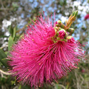 Pianta di Callistemon ROSA BRIGHT PINK spazzolino rosa vaso cm 18 FOTO REALE