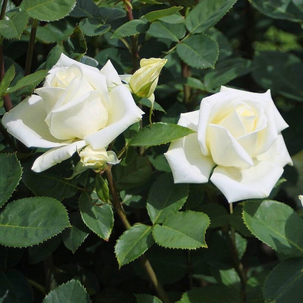 Gardenaria Rosa 'Stella Polare' - Rosa da giardino Altezza: 40/50 cm (vaso20)