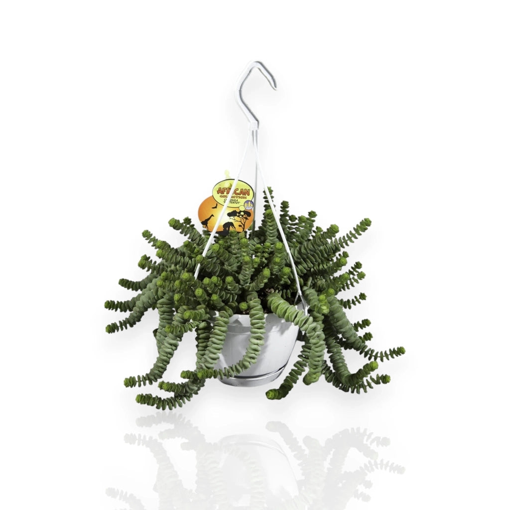 Gardenaria Crassula marnieriana - Pianta da interno ornamentale Altezza: 30 cm (vaso 14)