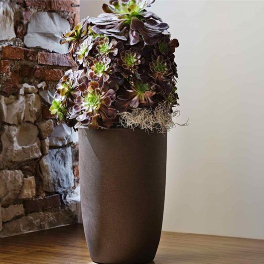 Teraplast bold meti 40 bronzo meti 40 bronzo