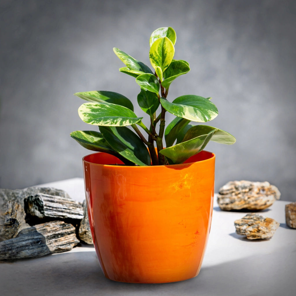Coprivaso KADAX da 18 cm, vaso per fiori in marmo arancione, supporto per fiori da soggiorno