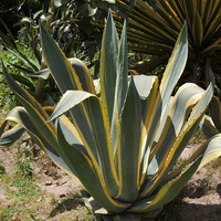 AGAVE AMERICANA variegata in vaso 16/18 cm Pianta di AGAVE MARGINATA americana