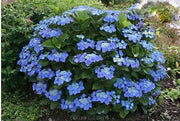 Pianta di Ortensia Paniculata Pannocchia SERRATA BLUE BIRD in vaso 18cm AMDGardn