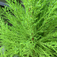 Pianta di CIPRESSO GOLDCREST cespuglio H 60 CM per interno esterno IN VASO 17