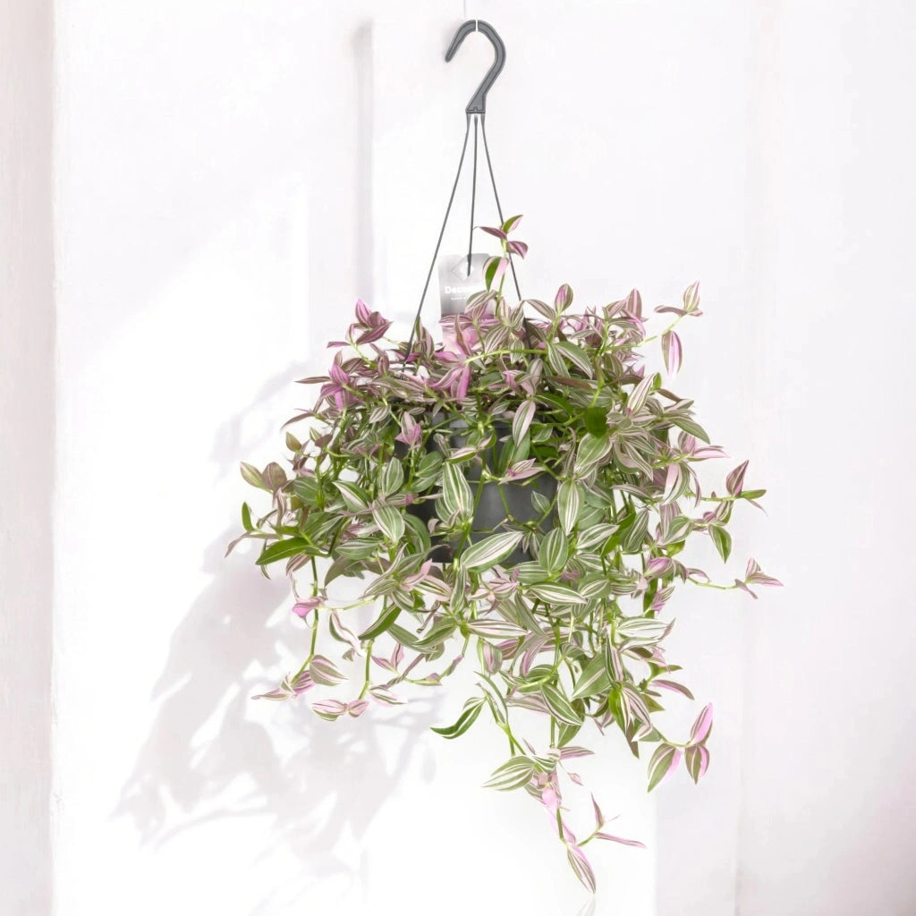 Gardenaria Tradescantia fluminensis 'Pink hill' - Pianta da interno ornamentale Altezza: 40 cm (vaso 17)