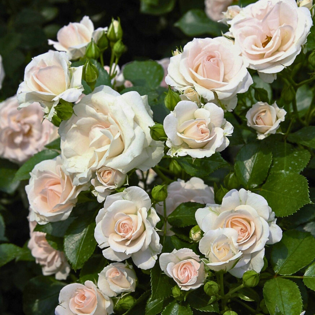 Gardenaria Rosa rampicante 'Aspirin Rose' - Rosa da giardino Altezza: 180 cm (vaso 20)