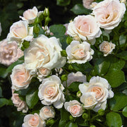 Gardenaria Rosa rampicante 'Aspirin Rose' - Rosa da giardino Altezza: 180 cm (vaso 20)