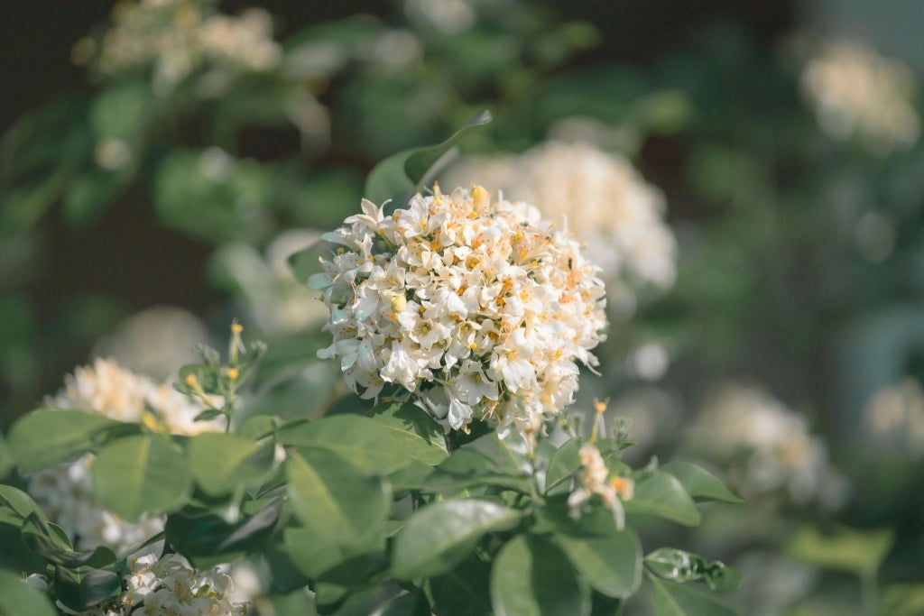 MURRAYA PANICULATA (ARANCIO GELSOMINO) VASO 24