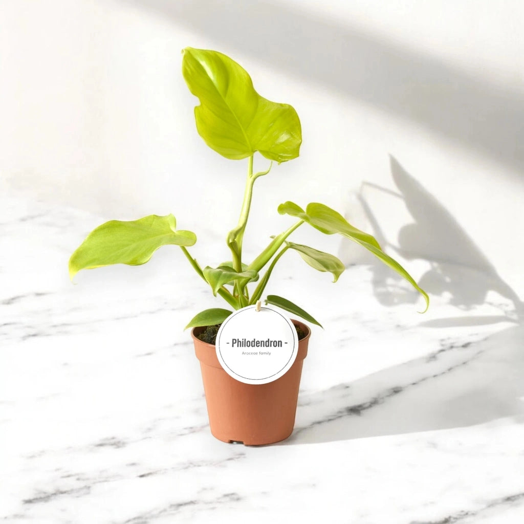 Gardenaria Philodendron 'Golden violin' - Pianta da interno ornamentale Altezza: 40 cm (vaso 12)
