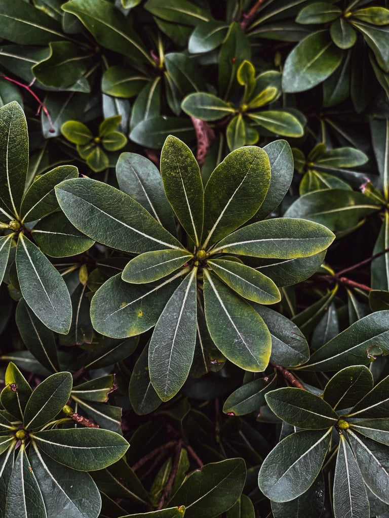 PITTOSPORUM TOBIRA NANO (PITOSFORO NANO) VASO 30
