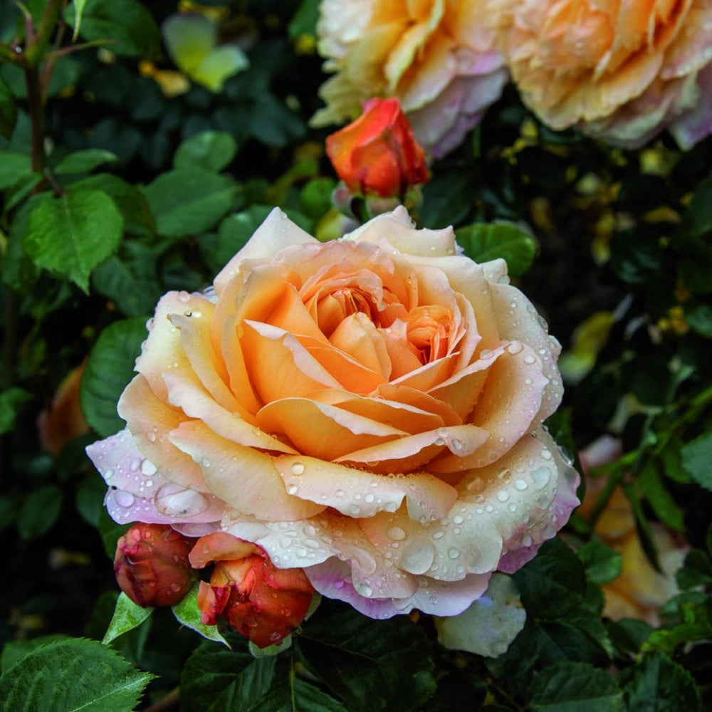 Pianta Rosa Capri, foto reali