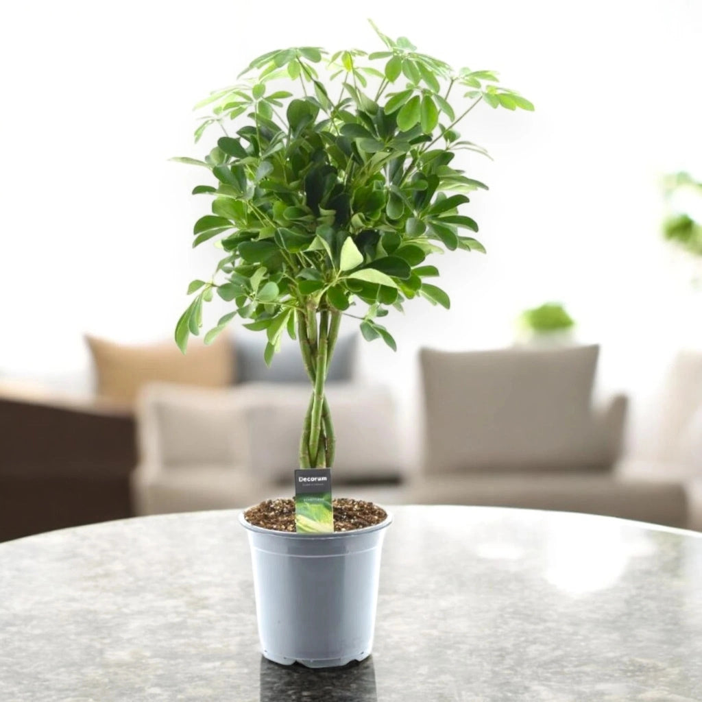 Gardenaria Schefflera arboricola 'Compacta' - Pianta da interno ornamentale Altezza: 120 cm (vaso 27)