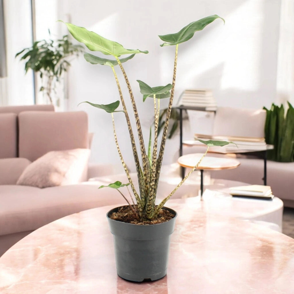 Gardenaria Alocasia zebrina 'Siberian Tiger' - Pianta da interno ornamentale Altezza: 55 cm (vaso 17)