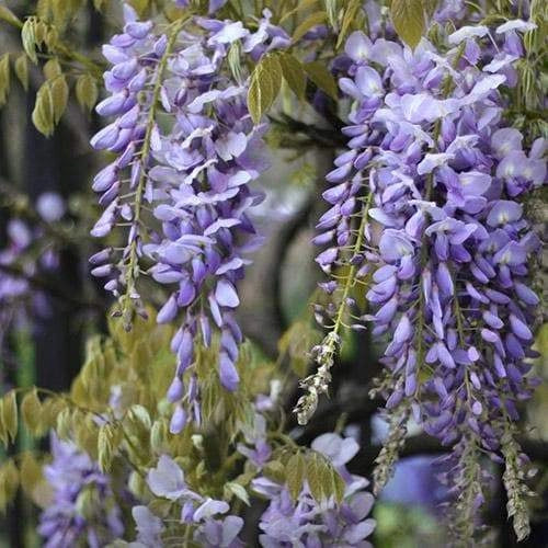Wisteria floribunda ‘Issai-naga’ - GLICINE VIOLA Pianta Rampicante