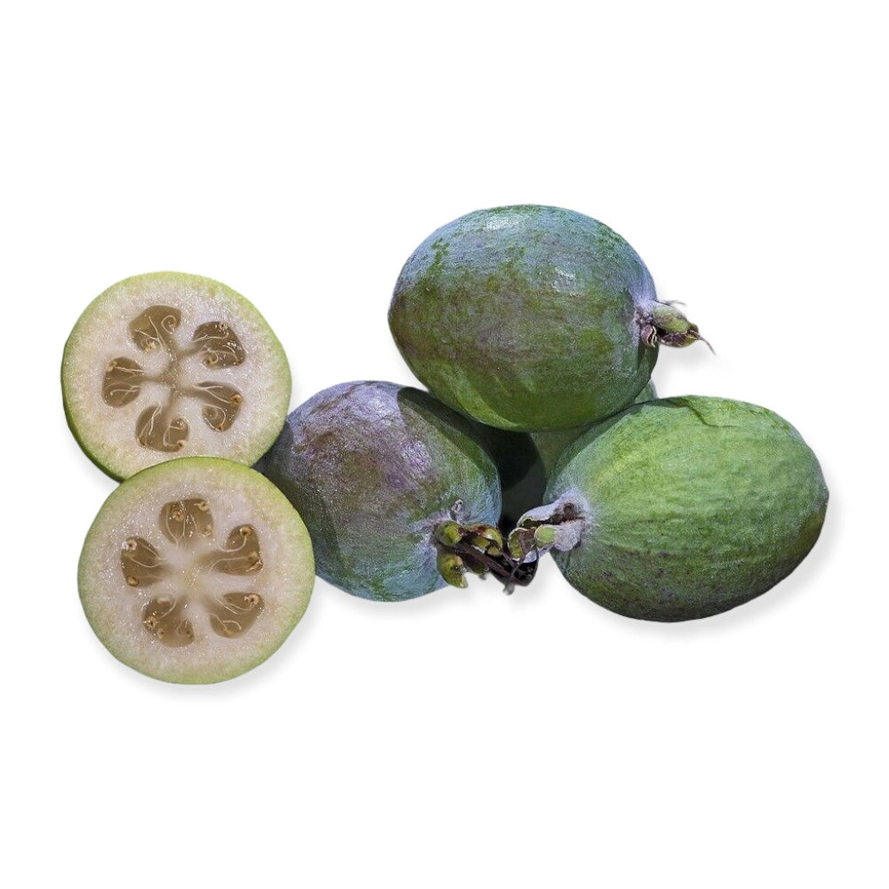 Pianta di FEIJOA SELLOWIANA Fejoia Acca sellowiana VASO 18 CM AMDGarden