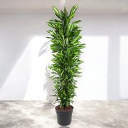 Gardenaria Dracaena fragrans 'Cintho' - Pianta da interno ornamentale Altezza: 110 cm (vaso 24)