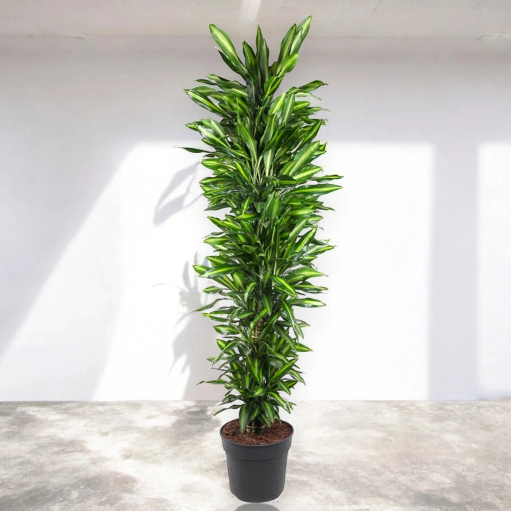 Gardenaria Dracaena fragrans 'Cintho' - Pianta da interno ornamentale Altezza: 110 cm (vaso 24)