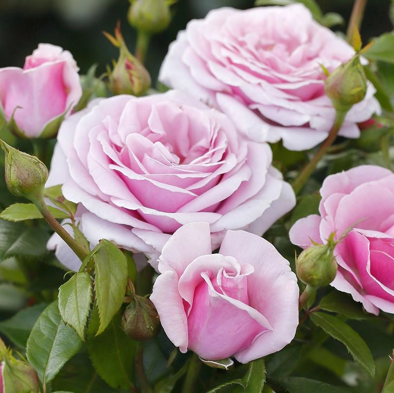Gardenaria Rosa 'Pacific Blue' - Rosa da giardino Altezza: 40/50 cm (vaso20)