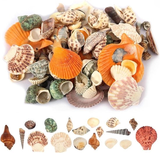 Mischia di conchiglie naturali 500 g per decorazioni di festa e matrimonio - DIY artigianato - diverse misure.
