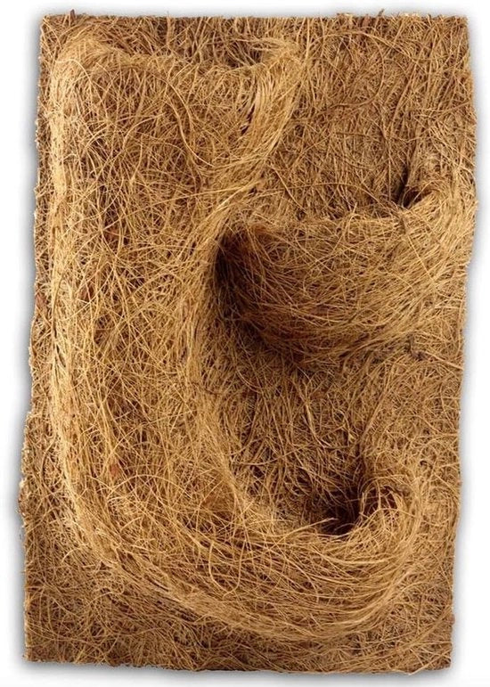 Pianta di fondo naturale per terrario - vivace e decorativo - 1 pezzo - 20 x 30 x 1 cm