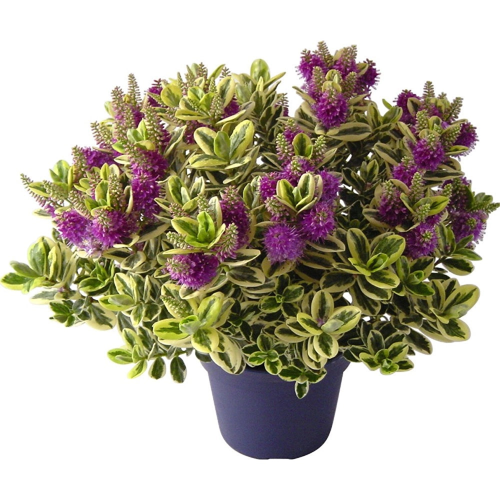 pianta HEBE OTHER VARIEGATA (veronica) VASO 12CM