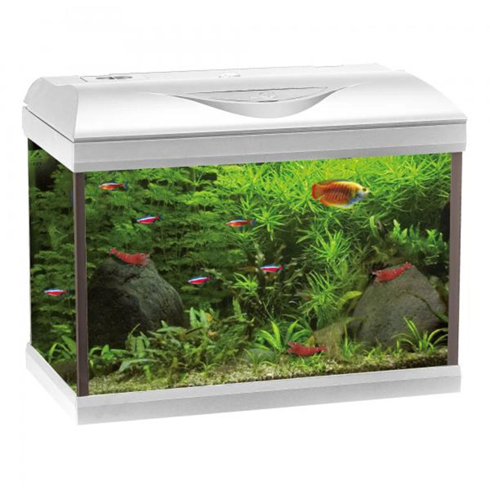 Amtra Basic LED 40 Bianco - Acquario con filtro e illuminazione 25L cm42,5×23,5×33h