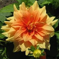 Bulbi di Dalia Ludwig Helfert Arancio – Decorativa brillante